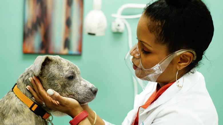 Dra. Joya: Dermatologista Animal - S01E03 - Episódio 3